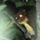 Biswamoyopterus gaoligongensis, a flying squirrel.